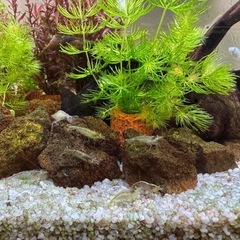 ミナミヌマエビ10匹の画像