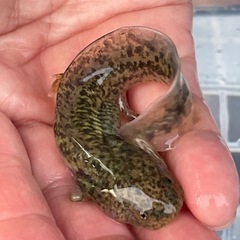 ウーパールーパー　1匹の画像