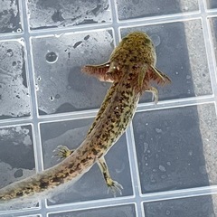 ウーパールーパー　1匹の画像