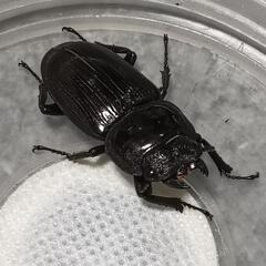 オオクワガタ  ♀32mmの画像