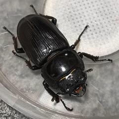 オオクワガタ  ♀34mmの画像