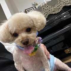 里親募集☆。.:＊・゜一旦休止します。