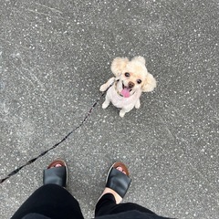 里親募集☆。.:＊・゜