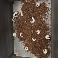 カブトムシ幼虫10匹の画像