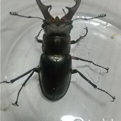 ミヤマクワガタ ♂２匹セットの画像
