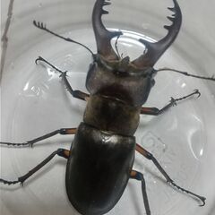 ミヤマクワガタ ♂２匹セットの画像