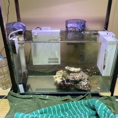 海水魚水槽と生体などフルセット最終値段です。の画像