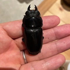 91.8ミリ同腹メス、90.3ミリ同腹メス４匹セット　即ブリード可能の画像