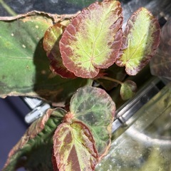 発根・発芽◎　カット　ベゴニア burkillii ブルキリー　観葉植物  の画像