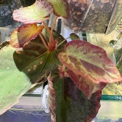 発根・発芽◎　カット　ベゴニア burkillii ブルキリー　観葉植物  の画像