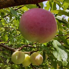 スモモ（品種名太陽）の画像