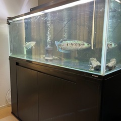 【値下げ受け付けます】水槽•生体セットの画像