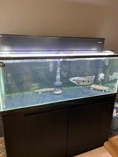 水槽•生体セット