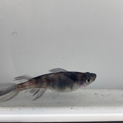 和墨×コブラ　若魚50匹の画像