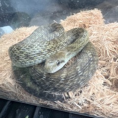 アオダイショウ　ヤングサイズ