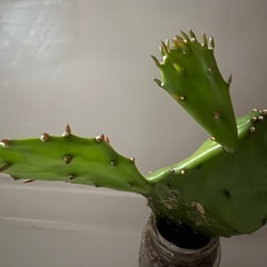 ウチワサボテンの画像