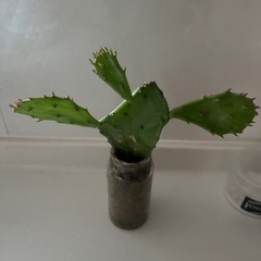 ウチワサボテンの画像