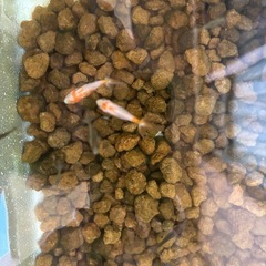 更紗和金の稚魚の画像