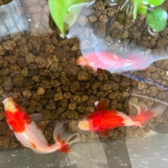 更紗和金の稚魚の画像