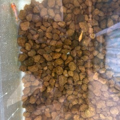 更紗和金の稚魚の画像