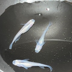 メダカ色々　稚魚等の画像