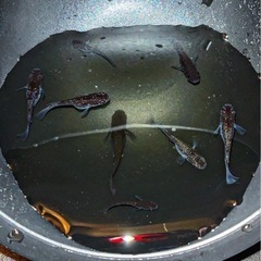 メダカ色々　稚魚等の画像