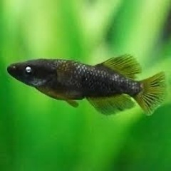 メダカ色々　稚魚等の画像