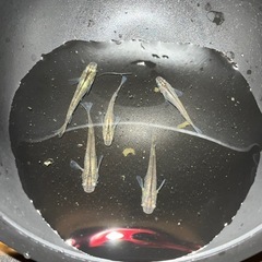 メダカ色々　稚魚等の画像