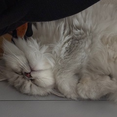 ペルシャ猫