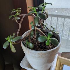 かねのなる木の画像