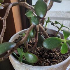 かねのなる木の画像