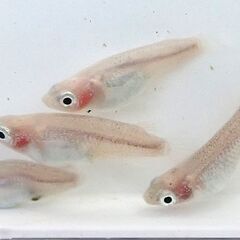 紅ほっぺダルマ　4匹セット　：　メダカ　めだかの画像