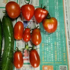 昨日の朝と取れた物なので値下げします。きゅうり18本&ミニトマトBセットの画像