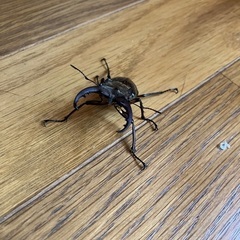 栃木産　ミヤマクワガタ　約5.3センチの画像