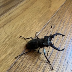 栃木産　ミヤマクワガタ　約5.3センチの画像