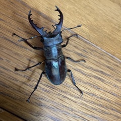 栃木産　ミヤマクワガタ　約5.3センチの画像