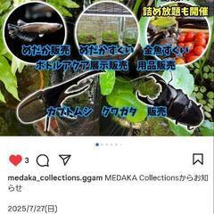 メダカコレクションにて出店いたします。
