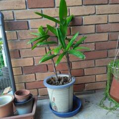 　カンノンチク？　観葉植物の画像