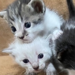 子猫の里親募集