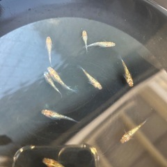 天界　メダカの画像