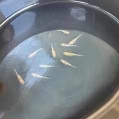 天界　メダカの画像