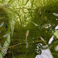 メダカミックス稚魚、針子🐟10匹ほど差し上げます。の画像