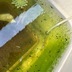 ランキングキーワードに紐づく投稿画像-メダカ