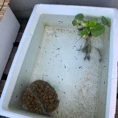 メダカの画像