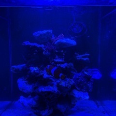 海水魚　ライブロック　レイアウトの画像