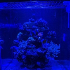 海水魚　ライブロック　レイアウトの画像