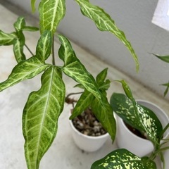 観葉植物♦️癒し♦️誰か元気に育ててあげてください🪴の画像