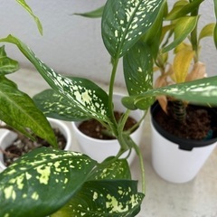 観葉植物♦️癒し♦️誰か元気に育ててあげてください🪴の画像