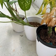 観葉植物♦️癒し♦️誰か元気に育ててあげてください🪴の画像