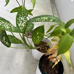 観葉植物♦️癒し♦️誰か元気に育ててあげてください🪴の画像